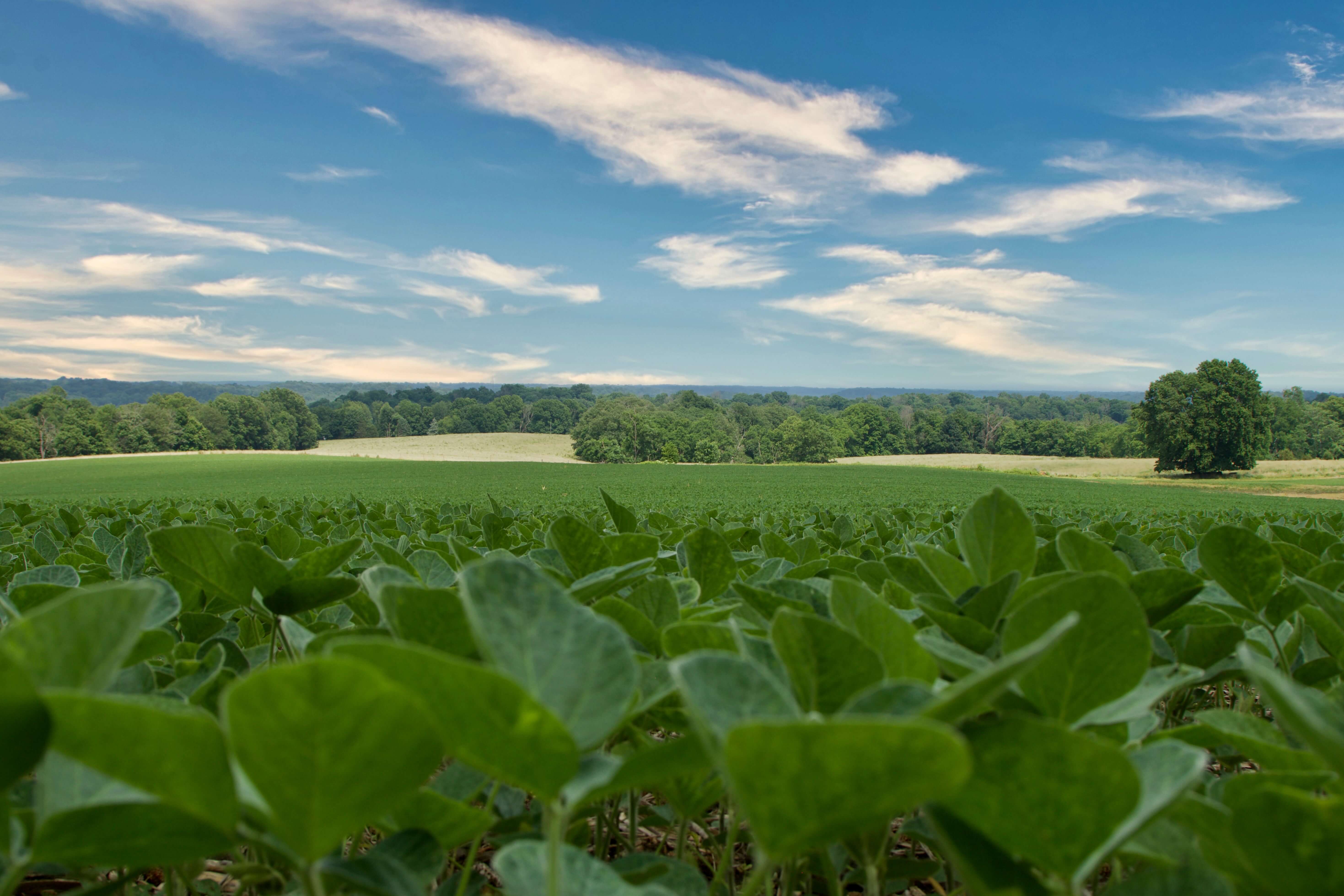 Indiana field image