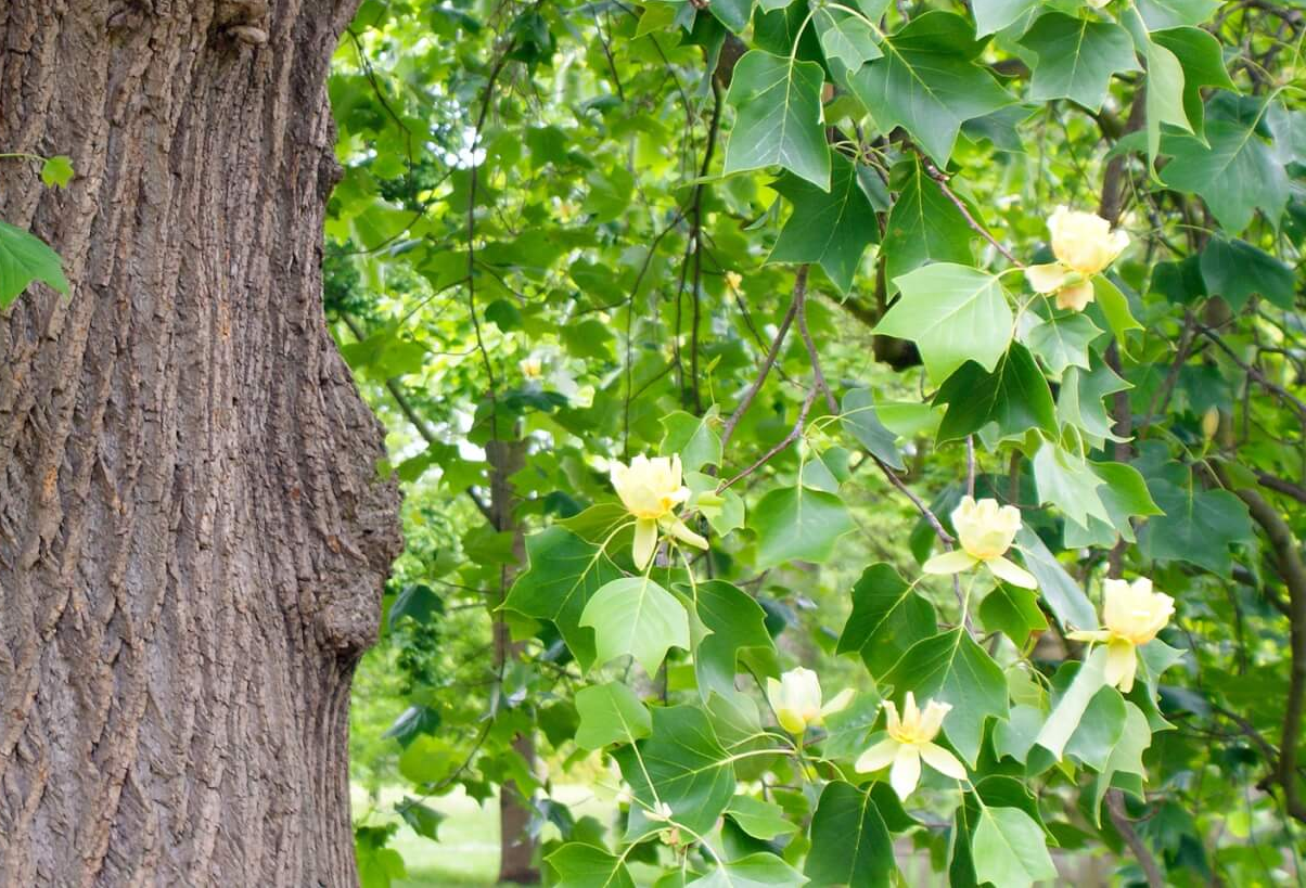 Tulip Poplar Tree